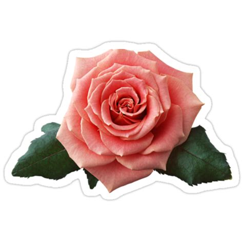 Pink Rose Stickers By Olga Chetverikova Redbubble