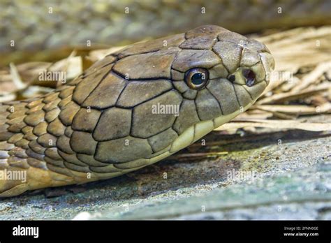 Worlds Longest Snake Hi Res Stock Photography And Images Alamy