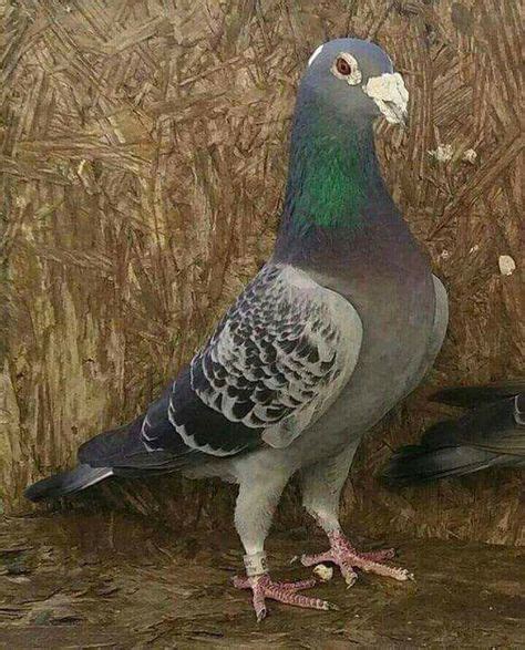 56 Racing Pigeons ideas in 2021 | racing pigeons, homing pigeons, pigeon