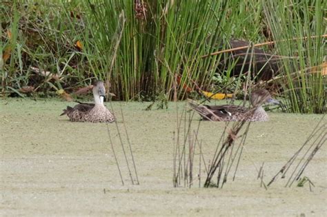 Grey Teal From Jarrahmond VIC 3888 Australia On January 30 2022 At 10