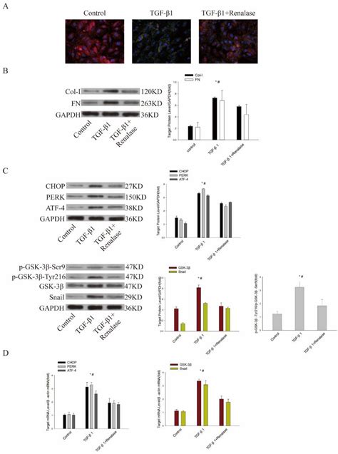 Role Of Endoplasmic Reticulum Stress And Gsk Snail In Renalase