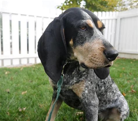 Bluetick Coonhound Facts You Should Know (with Pictures).