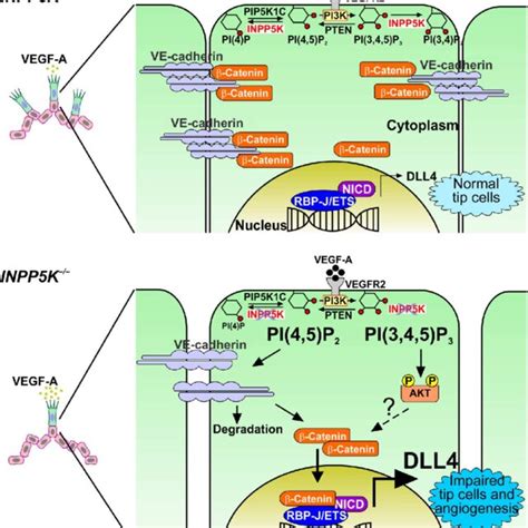 Endothelial Cell Signaling Regulated By INPP5K Model Depicting INPP5K