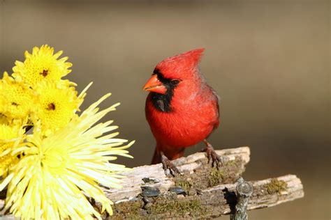 Male Cardinal And Yellow Mums Free Stock Photo Public Domain Pictures