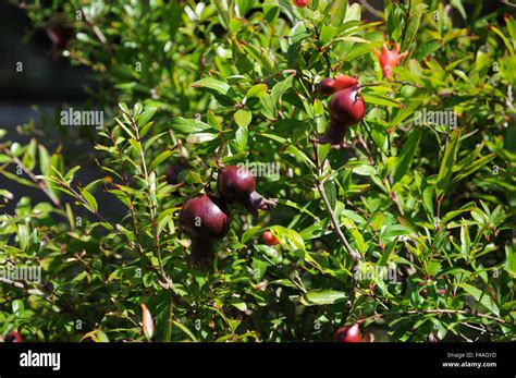 Granatapfelbaum Hi Res Stock Photography And Images Alamy