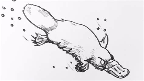 Platypus Drawing Step Step