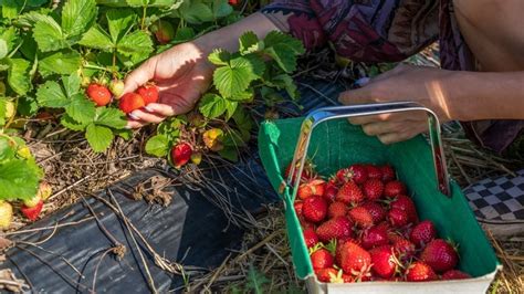 Huerto Urbano Estas Son Las Frutas M S F Ciles De Cultivar En Casa