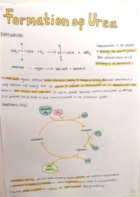 A Level Biology Revision Artofit