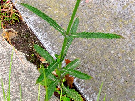 Stijf Ijzerhard Verbena Bonariensis Waarnemingen Be