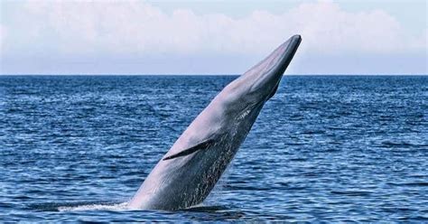 Une nouvelle espèce de baleine découverte dans le golfe du Mexique