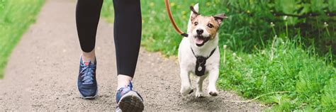 Mcallen Animal Hospital Planning Outdoor Adventures With Your Pet