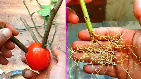 Penanaman Batang Jeruk Dengan Buah Tomat Cepat Tumbuh Akar Teknik