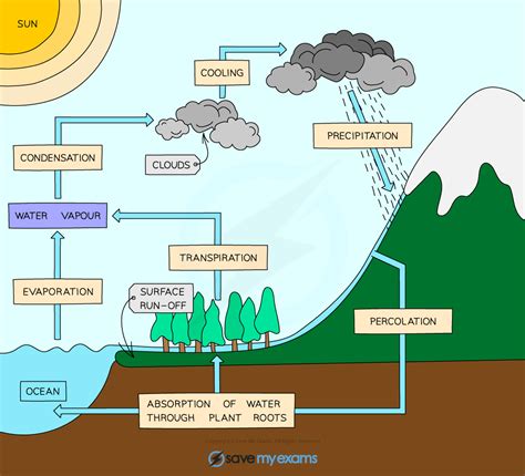 Edexcel IGCSE Biology 复习笔记 4 3 1 Water Cycle Carbon Cycle 翰林国际教育