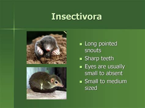 Marsupialia, Lagomorpha, and Insectivora - ppt download