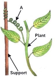 Adaptations in Plants: Exploring Science