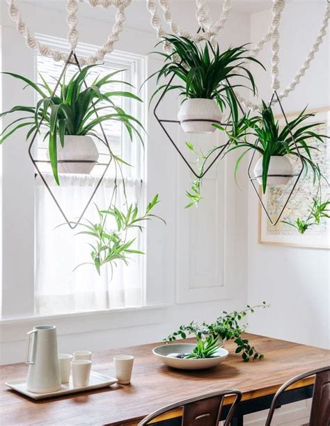 5 Hanging Plants and Ideas for Small Spaces - Airtasker blog