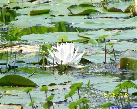 Little Pee Dee State Park, a South Carolina State Park located near ...