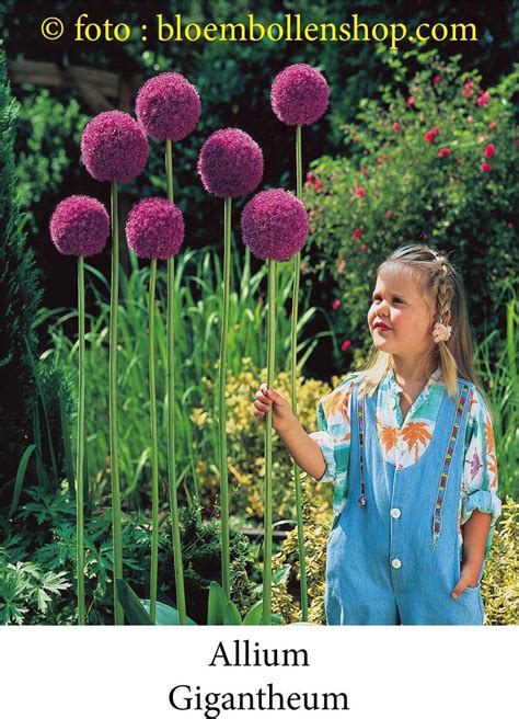 Allium Gigantheum 3 Bollen Maat 22 Bol