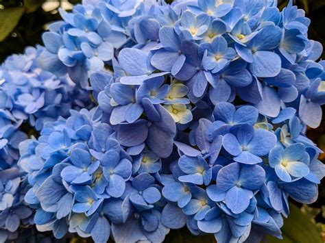 14 Beautiful Hydrangea Varieties