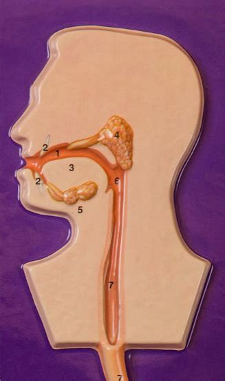 Digestive System Purple Plaque Head Diagram Quizlet