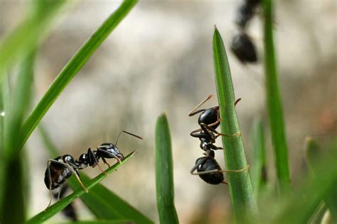 How To Get Rid Of Ants In The Garden - 4 Easy Tips