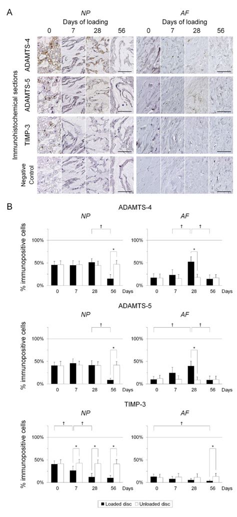 Immunohistochemical Expression Profile For A Disintegrin And