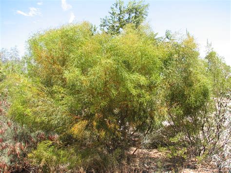 Eucalyptus Moon Lagoon Australian Outback Plants Native Plant