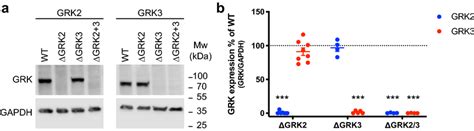 Validation Of Crisprcas9 Knock Out Cell Lines A Western Blot