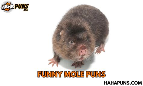 175 Funny Mole Puns Mole Tastic Humor