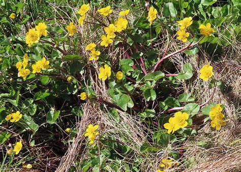 Marsh Marigold Caltha Palustris Anne Burgess Cc By Sa