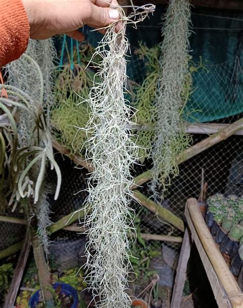 Air Plant Spanish Moss Cluster Live Air Plant Bhimtal Nursery