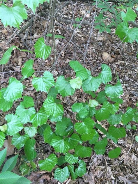 Large Invasive Vine Taking Over My Trees Nw Georgia Walter Reeves