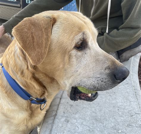 Labs Available from GGLRR Lab Rescue - or in the process of being adopted