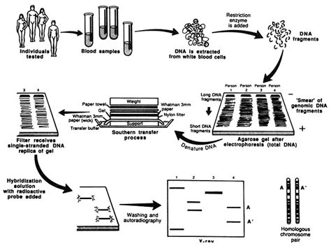 Dna Technologies Used In Forensic Investigations Technology