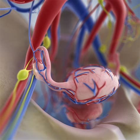 Female Reproductive System