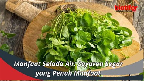 Manfaat Selada Air Sayuran Segar Yang Penuh Manfaat Biotifor