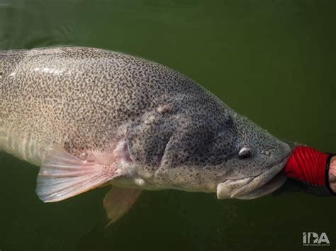 Idas Top 5 Murray Cod Fishing Tips