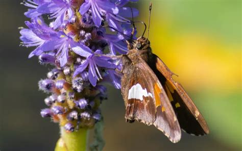 Butterfly Species In New Zealand Insectic