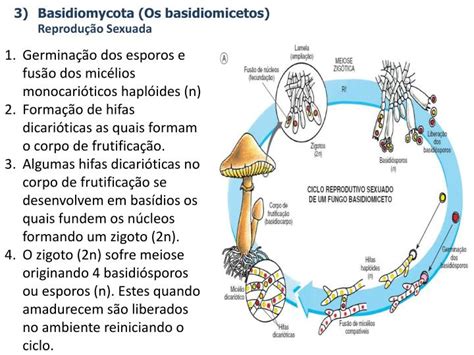 Ppt Reino Fungi Powerpoint Presentation Id