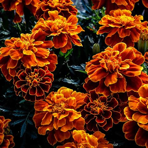 Safari Scarlet Marigold Seeds Rareseeds