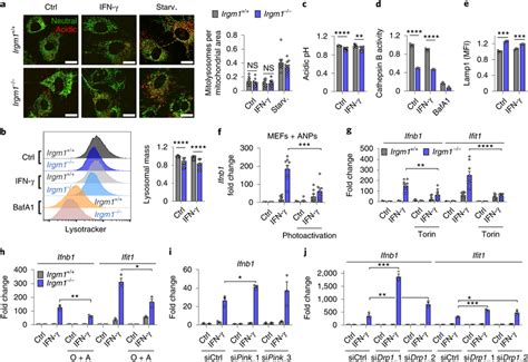 Mitophagic Flux Deficit Drives IFN I Response In Irgm1 Null