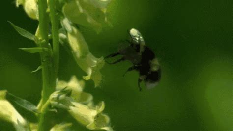 Bumble Bee Bumble GIF - Bumble Bee - Discover & Share GIFs