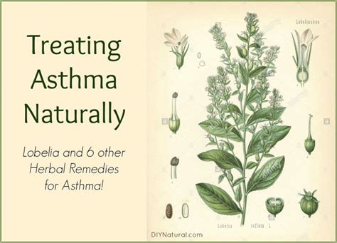 Home Remedies for Asthma: Treating Asthma Naturally With Herbs