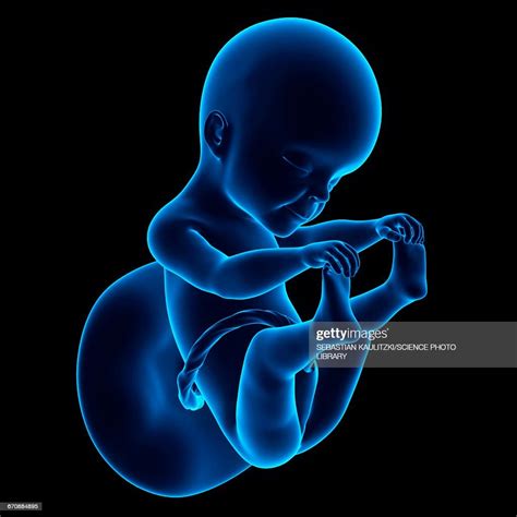 Human Fetus Age 25 Weeks High Res Vector Graphic Getty Images