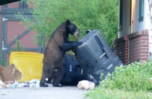 Northwest Colorado Has The Most Bear Sightings And Conflicts In