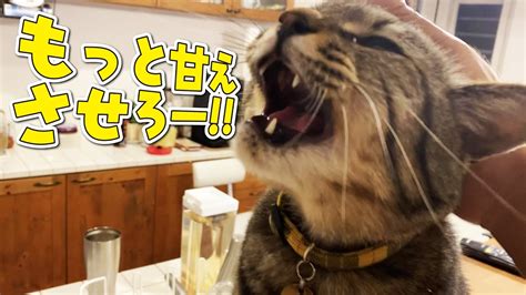 甘えん坊が止まらなくなってしまった猫！ Youtube