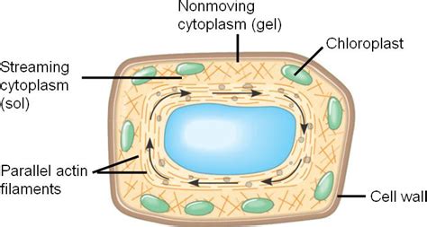 Cytoplasmic Streaming Protoplasmic Streaming