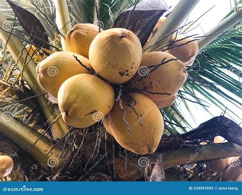 Malayan Yellow Dwarf Coconut Stock Photo Image Of Hime Malayan