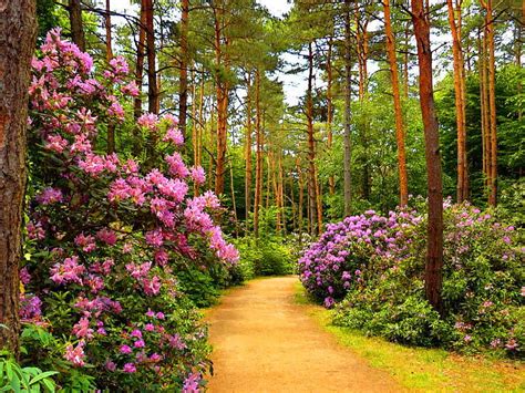 Flower Alley In Park Bonito Spring Park Roses Trees Floral