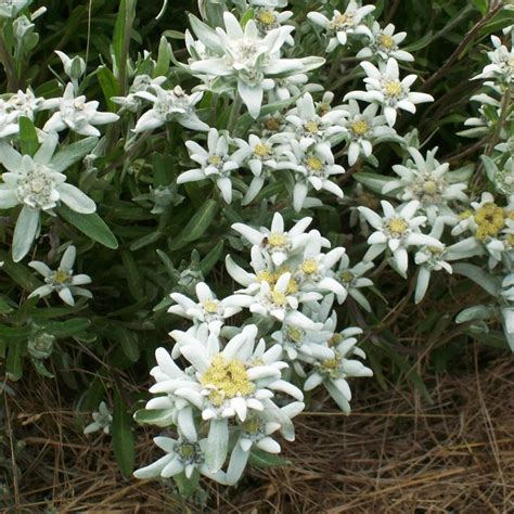 Stella Alpina Benefici Coltivazione E Lavorazione Alpiflora Cosmesi